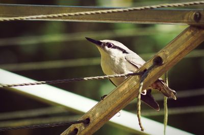 Close-up of bird perching on wood