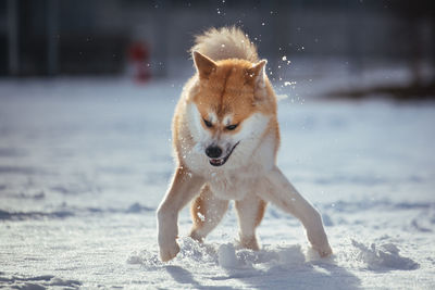 Dog running on snow covered land