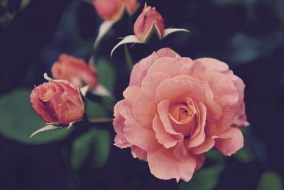 Close-up of pink rose plant