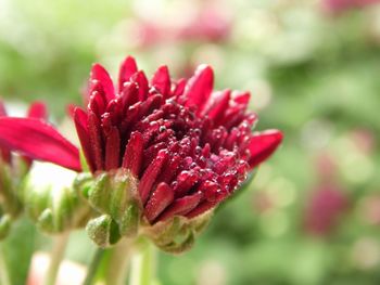 Close-up of pink flower