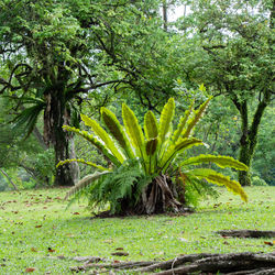 Coconut palm tree growing in field