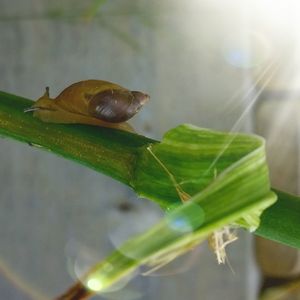 Close-up of snail on leaves