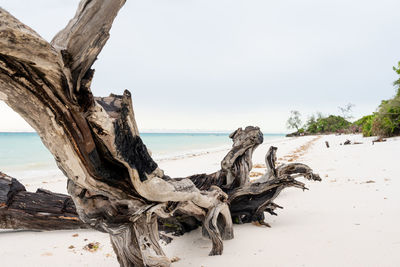 driftwood