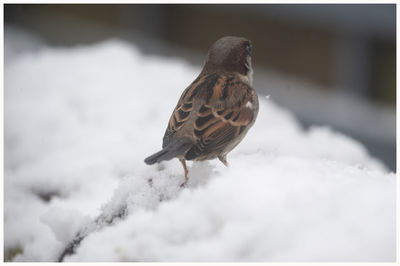 Close-up of bird perching on snow