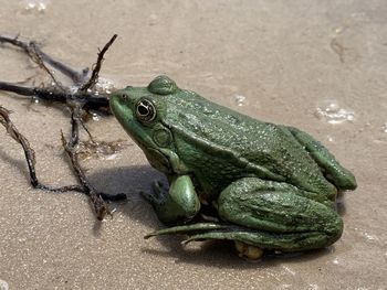 High angle view of frog on sand