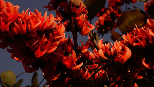 Close-up of red rose blooming in park