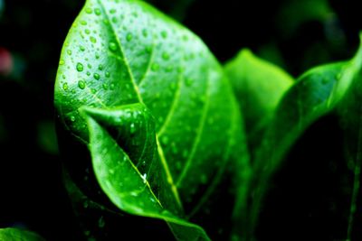 Close-up of green leaf on plant