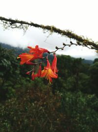 Close-up of red flowers against trees during autumn