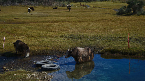 View of sheep in water