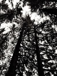 Low angle view of trees in forest against sky