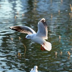 Bird flying over lake