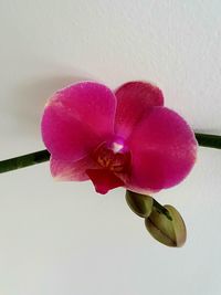 Close-up of pink flower