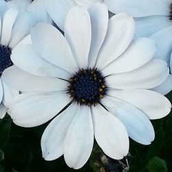 Close-up of white flower