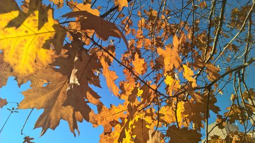 Low angle view of maple tree