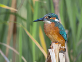 Close-up of bird perching on wooden post