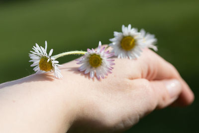 Close-up of hand holding flowers