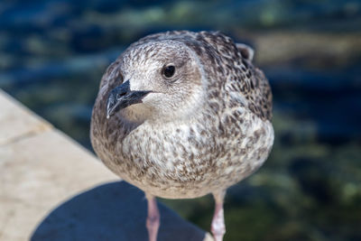 Close-up portrait of duck
