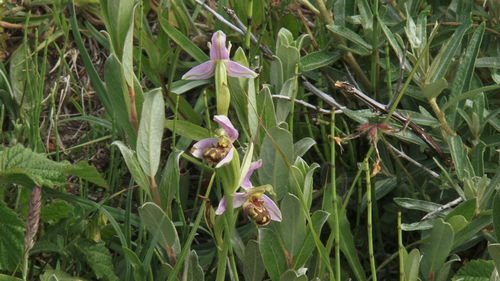 Close-up of flowers