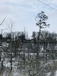 Bare trees on snow covered land against sky