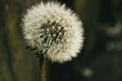 Close-up of dandelion flower