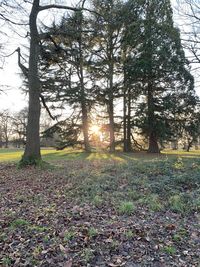 Trees on field in forest against sky