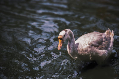 Swan swimming in lake