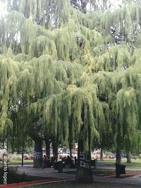 Trees in park