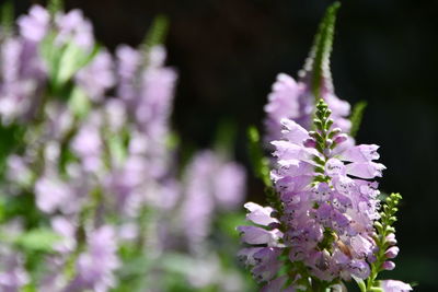 Close-up of purple flowering plant