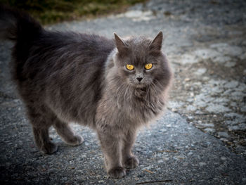 Portrait of maine coon on street