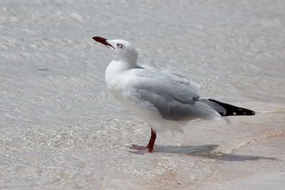 Seagull perching on snow