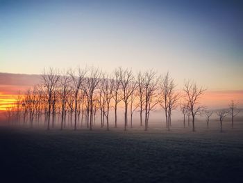 Bare trees on landscape at sunset