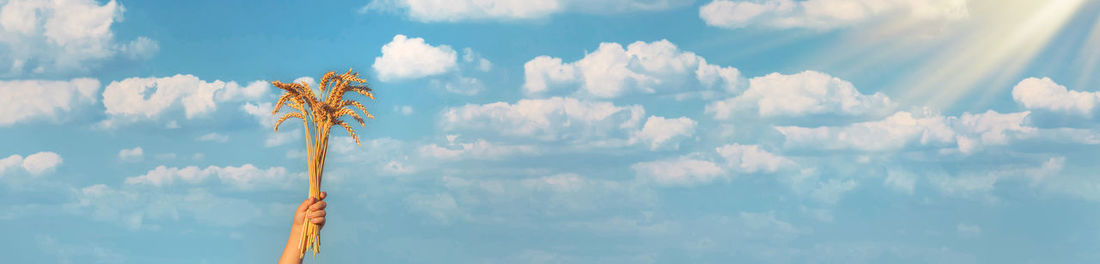 Low angle view of palm tree against sky