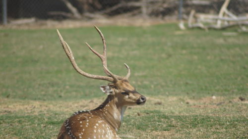 Close-up of deer on field