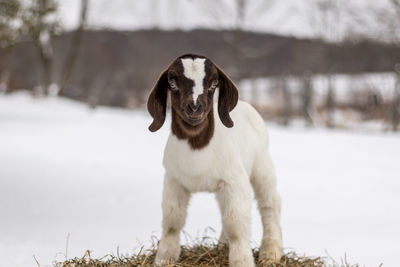 Portrait of a dog standing on snow