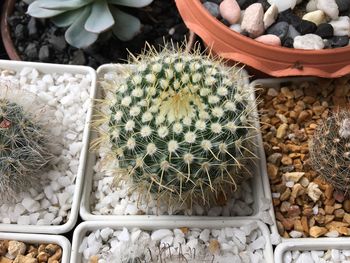 High angle view of succulent plant