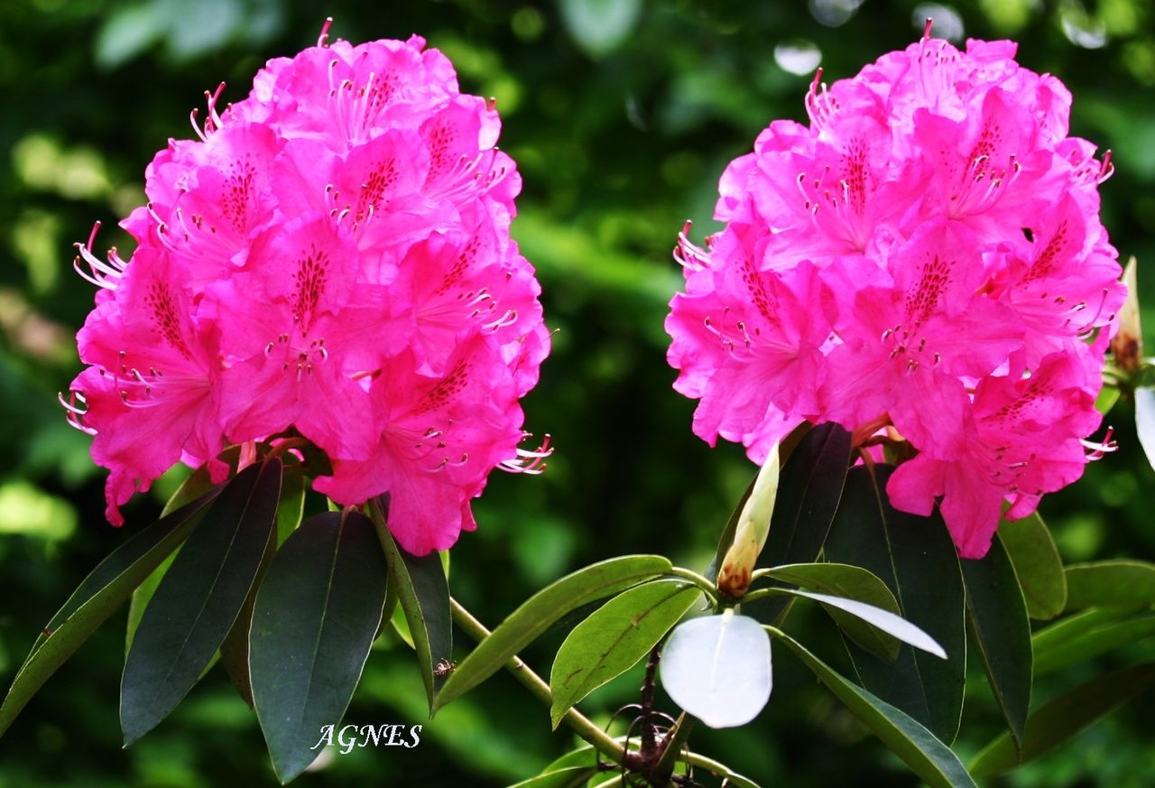 flower, freshness, pink color, fragility, petal, growth, beauty in nature, close-up, flower head, focus on foreground, nature, blooming, plant, park - man made space, pink, in bloom, day, blossom, outdoors, leaf