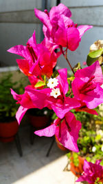 Close-up of pink flowers blooming outdoors