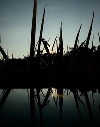 Close-up of silhouette plants by lake against sky during sunset