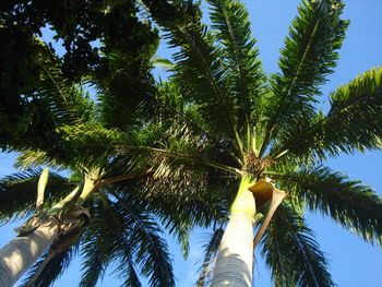 Low angle view of palm trees against sky