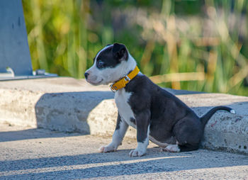 Close-up of dog