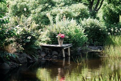 Beautiful flowers and trees in a pot outside on the river in summer