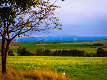 Scenic view of field against sky