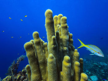 Fish swimming in sea next to pillar coral 