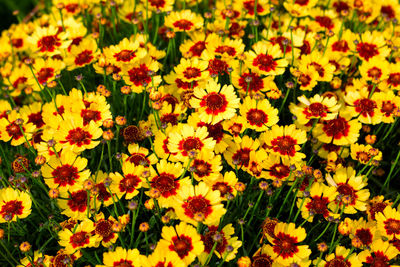 Close-up of yellow flowering plants on field