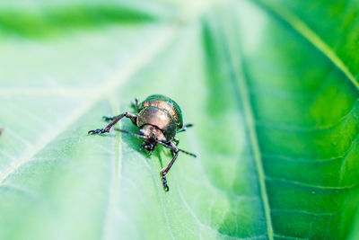 Close-up of bug on leaf