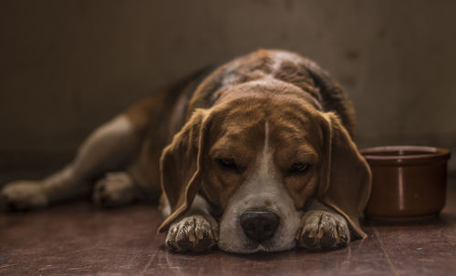 Close-up of dog relaxing