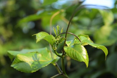 Close-up of fresh green plant