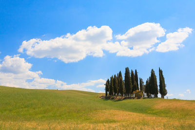 Trees on field against sky