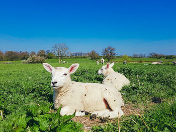 Sheep on field against clear blue sky