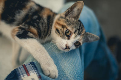 Close-up of hand on kitten